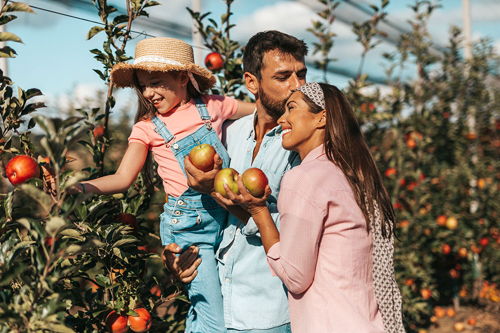 Happy family enjoying together while picking apples