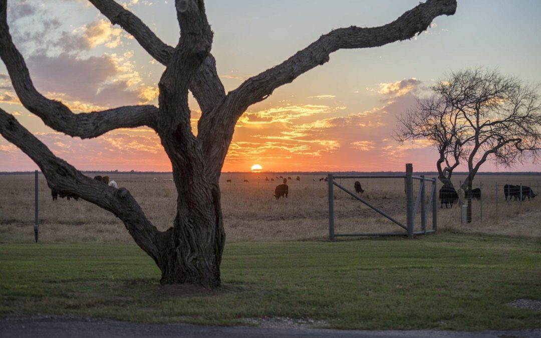 Cattle grazing in a ranch pasture at sunset.